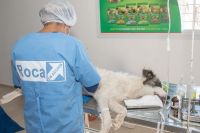 Este mes habrá castraciones gratuitas en cuatro barrios de Roca