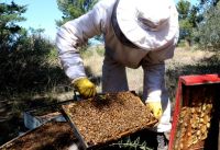 Productores del sector apícola podrán acceder a un nuevo financiamiento