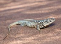 Río Negro y Neuquén descubren una especie de lagartija única en el mundo
