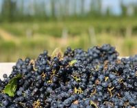 La Provincia ofrecerá un nuevo financiamiento al sector vitivinícola