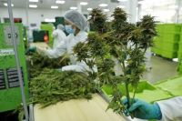 Realizaron la primer cosecha de cannabis medicinal en el INTA