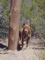 Ataron y abandonando a un perro sin agua en medio de la barda